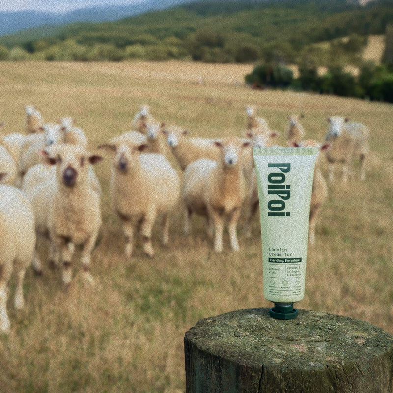 🐑 What is Lanolin?