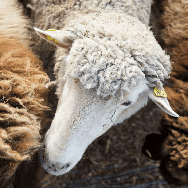 Is Lanolin Ethical? - PoiPoi