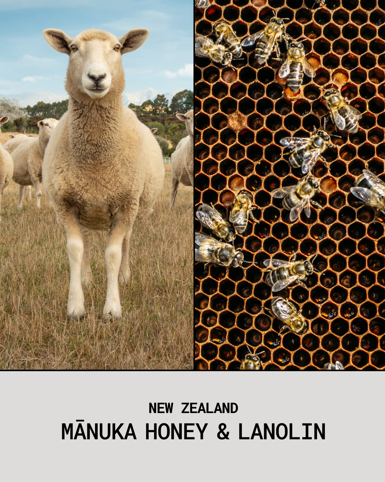 Mānuka Honey & Lanolin Lip Balm