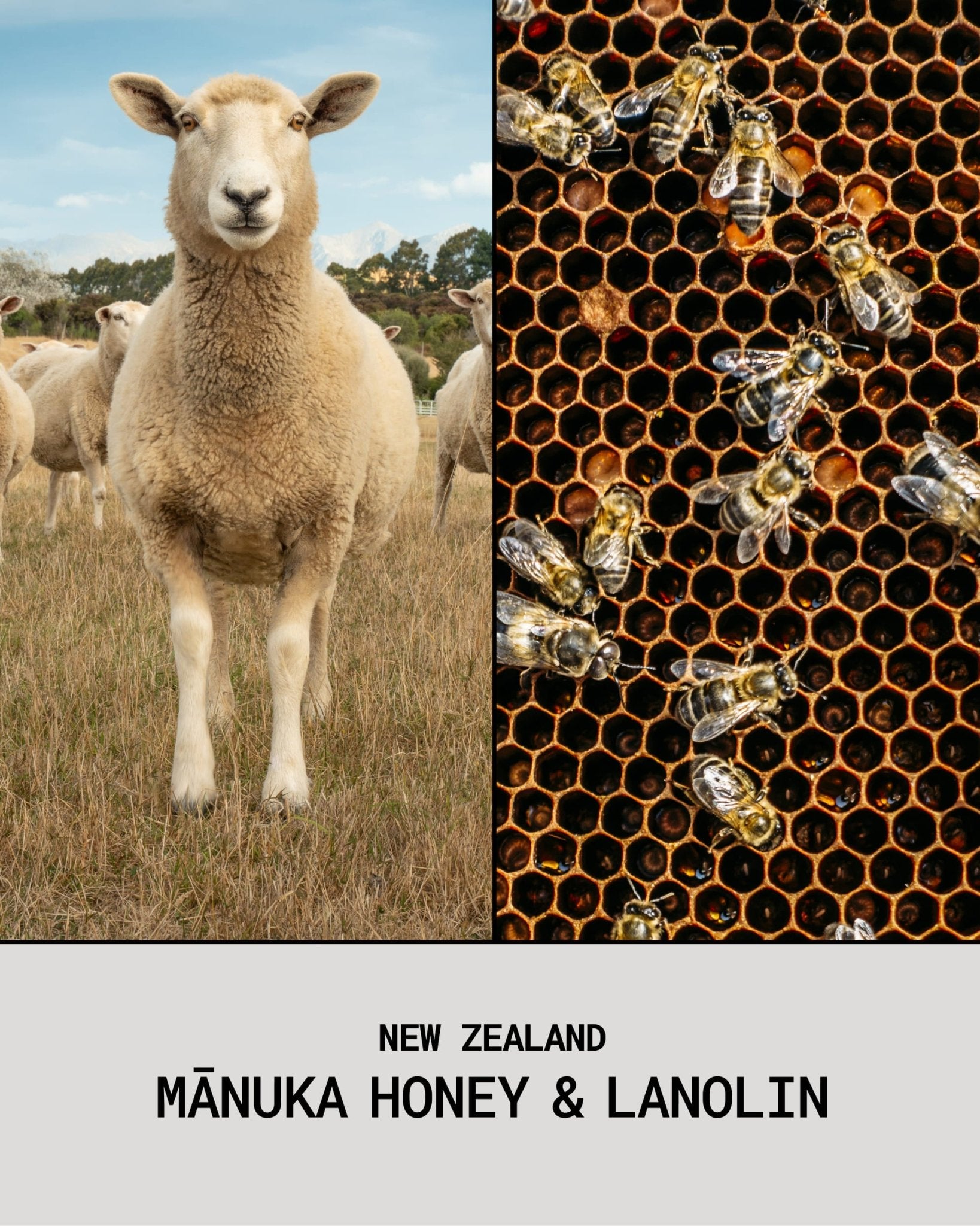 Mānuka Honey & Lanolin Lip Balm - Lip Balm - PoiPoi